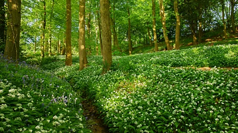 Peter Llewellyn/Getty Images Wild garlic is a delicate white-flowered plant with a fragrant leaf (Credit: Peter Llewellyn/Getty Images)