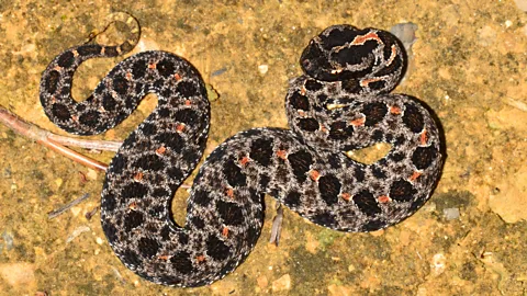 Getty Images The venom from a species of pygmy rattlesnake inspired Eptifibatide, a synthetic which prevents heart attacks (Credit: Getty Images)
