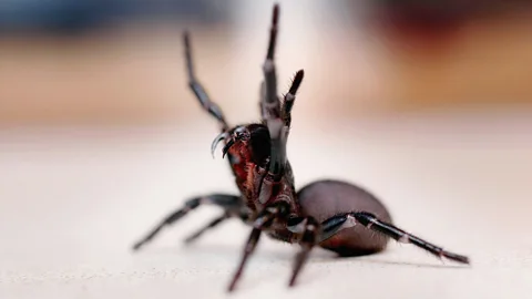 Getty Images The bite of a funnel-web spider can kill a human, but one component of its venom could prevent brain damage in stroke survivors (Credit: Getty Images)