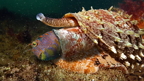 Getty Images Cone snails produce venom that is lethal to fish – but the drug derived from their venom, Ziconitide, acts as a painkiller in humans (Credit: Getty Images)