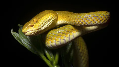 Getty Images Millions of years of evolution mean venoms are exquisitely targeted to other animals’ nervous systems (Credit: Getty Images)