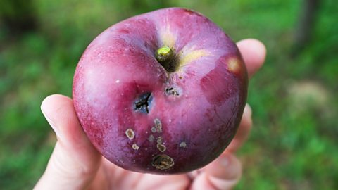 Apple with holes in it 