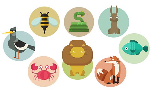 Several animals including a bee, a snake, a rabbit, a bird, a fish, a fox, a crab and a lion