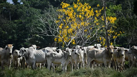 Getty Images As well as harvesting timber, land is deforested in the Amazon for cattle ranching and growing crops (Credit: Getty Images)