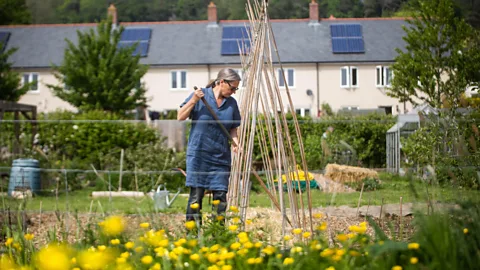 Donate a Herb Plant to Someone In Need - Victory Gardeners