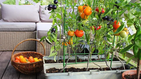 Vaivirga/Getty Images Tomatoes are a popular choice for gardeners with little space, as they’re adaptable and easy to grow (Credit: Vaivirga/Getty Images)