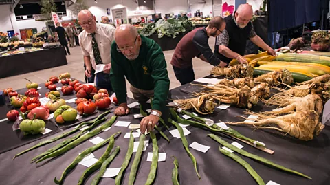 Oli Scarff/Getty Images Britain’s annual “giant vegetable” competitions are hugely popular – and highly competitive (Credit: Oli Scarff/Getty Images)