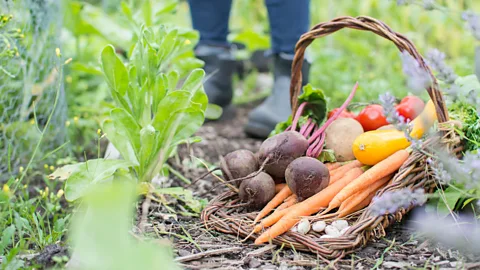 CSMimages/Getty Images The success of Allied nations during World War One and World War Two is owed in part to “victory gardens” (Credit: CSMimages/Getty Images)