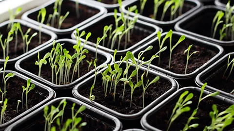 LarisaL/Getty Images One result of the Covid-19 pandemic is soaring seeds sales, as people take food production into their own hands (Credit: LarisaL/Getty Images)
