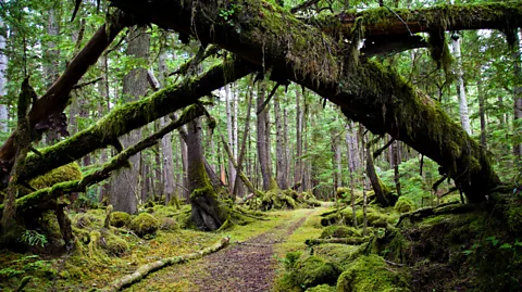 Dorinser/Getty Images In normal times, Guardian Watchmen would keep people away from sacred sites and ensure they followed wildlife regulations (Credit: Dorinser/Getty Images)