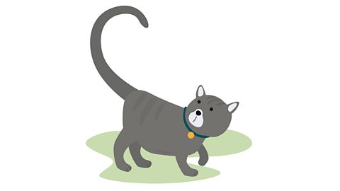 A grey cat.