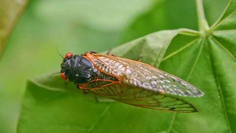 Alamy Replicating the tiny spikes on the surface of cicada wings could prevent bacteria from settling and forming colonies (Credit: Alamy)