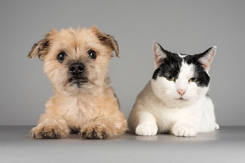 A dog and a cat at a table