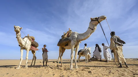 Matt Stirn The petroglyphs also reveal how people in modern-day Sudan lived and adapted as the world’s largest desert began to form around them (Credit: Matt Stirn)