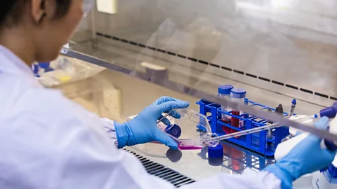 Shiok Meats Cell-based meat is created from the cells of donor animals. Here shrimp stem cells are being grown in a pink-coloured nutritional solution (Credit: Shiok Meats)