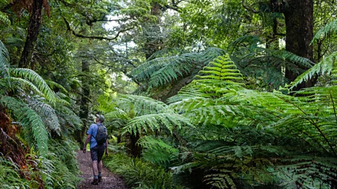 Matthew Lovette/Getty Images The Tūhoe protect the former national park through an ancient Maori practice known as kaitiakitanga (Credit: Matthew Lovette/Getty Images)