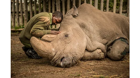 Ami Vitale Joseph Wachira saying goodbye to Sudan, the last male Northern White Rhino, by Ami Vitale (Credit: Ami Vitale)