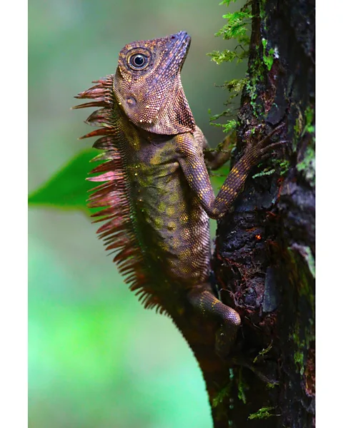 Graeme Green Blue-eyed lizard, Gunung Mulu National Park, Sarawak, Malaysia by Graeme Green (Credit: Graeme Green)