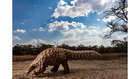 Brent Stirton Brent Stirton’s Pangolins in Crisis series has just won first prize in the wildlife category of the Sony World Photo Awards (Credit: Brent Stirton)