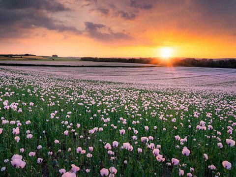 BBC Two - Springwatch - Photographer takeover: Jack Lodge