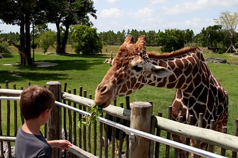 Kid feeding a giraffe at the zoo