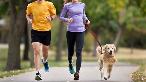 Can your dog help you jog?