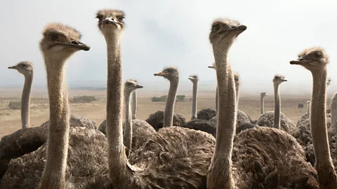 Alamy The 'ostrich effect' refers to our continued aversion to ongoing or future failure, which is unhelpful behaviour to us in the long run (Credit: Alamy)