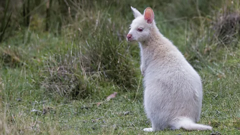Andrew Haysom/Getty Images Bruny Island has a thriving population of white wallabies (Credit: Andrew Haysom/Getty Images)