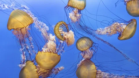 LeeYiuTung/Getty Images During the four-year journey, the ship uncovered many new species and shaped our understanding of the seas (Credit: LeeYiuTung/Getty Images)