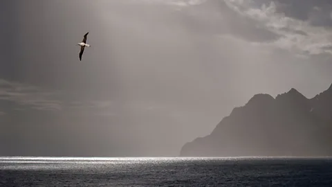 The albatrosses who catch pirates on the high seas