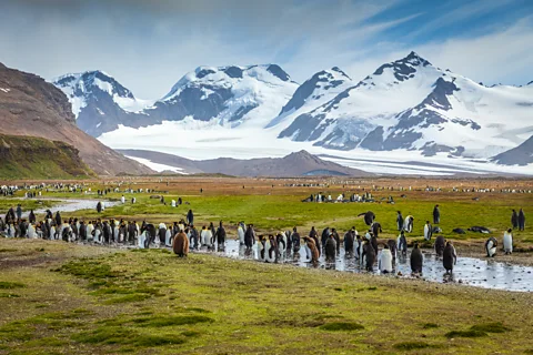 Bella Falk South Georgia island is a British Oversees Territory
