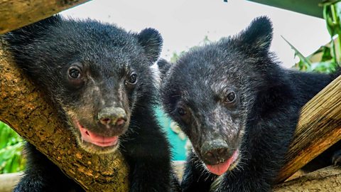 BBC Two - Bears About the House, Series 1, Episode 2