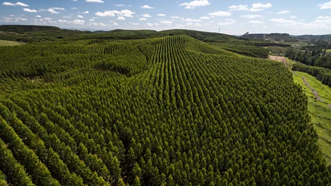 Ildo Frazao/Getty Images CO2 removal through reforestation is used to offset emissions – but has its downsides (Credit: Ildo Frazao/Getty Images)