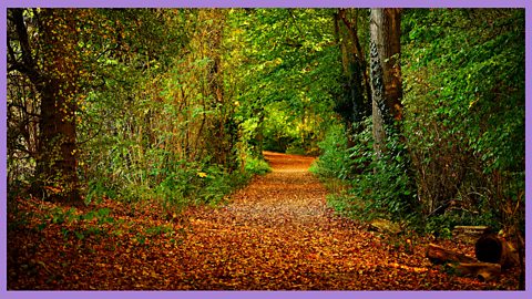 1. The woodland comes to life