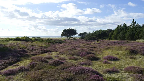 Torstengrieger/Getty Images Since Læsø has few resources, islanders had to look to the sea for their building materials (Credit: Torstengrieger/Getty Images)