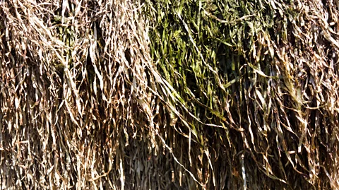 Torstengrieger/Getty Images Eelgrass is a carbon neutral building material when harvested and used locally (Credit: Torstengrieger/Getty Images)