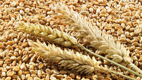 Wheat grains