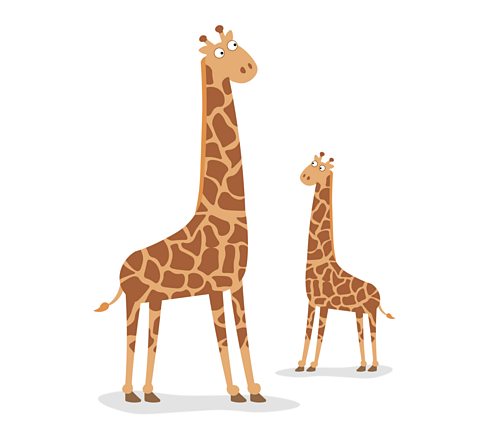 Two giraffes.