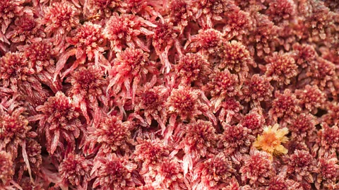 espy3008/Getty Images Peat is formed when waterlogged layers of sphagnum moss and other vegetation only partially decay (Credit: espy3008/Getty Images)