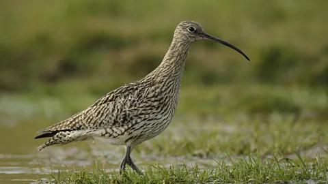 Andy Hay Curlew populations have seen their numbers drop steeply in Scotland in recent years (Credit: Andy Hay)