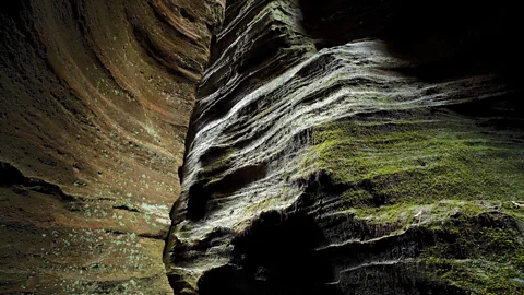 Auscape/Getty Images Wollemi National Park is filled with unexplored slot canyons – and in one such gorge, the last grove of wild Wollemi pines was discovered (Credit: Auscape/Getty Images)