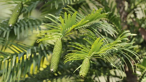 Dave Watts/Getty Images Mature Wollemi pines produce cones at the end of their fern-like branches and may grow up to 40m in height (Credit: Dave Watts/Getty Images)
