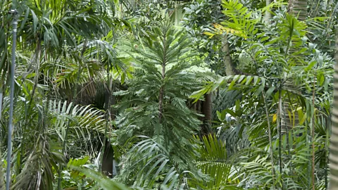 Royal Botanic Garden Sydney Some of the best places to see the Wollemi pine are in Sydney's three botanic gardens (Credit: Royal Botanic Garden Sydney)
