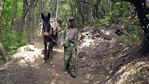 Amanda Ruggeri Mules carry sacks of white ash to the Jiankou restoration site (Credit: Amanda Ruggeri)