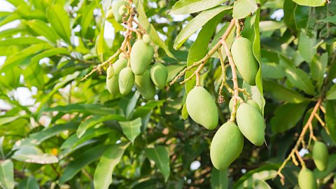 Mangoes hanging from a tree