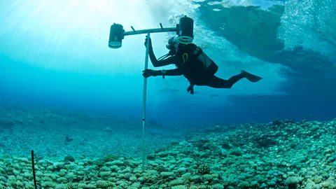 Getty Images The nature swap involved mapping the oceans around the Seychelles, to find the areas with the greatest biodiversity (Credit: Getty Images)