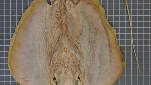 Alec Moore A close-up of the female specimen (Credit: Alec Moore)