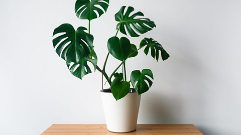 Quiz: Do you have houseplant power? 