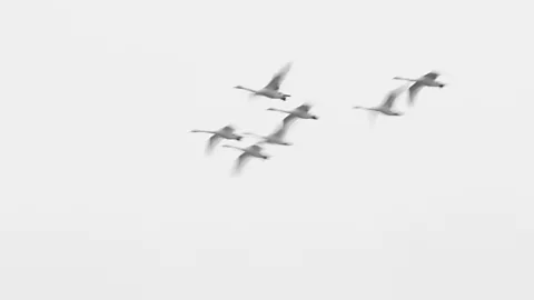 Getty Images Flocks of birds are known to have caused false alarms (Credit: Getty Images)