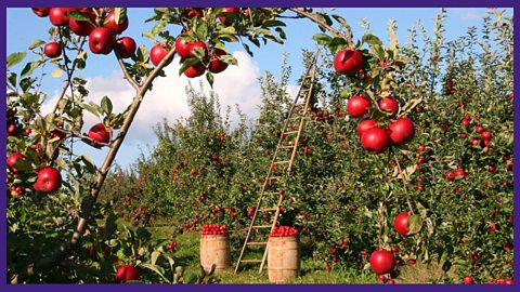 1. Picking apples